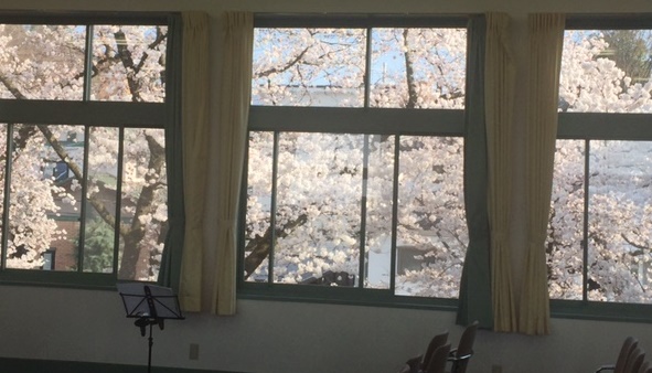 窓越しの桜