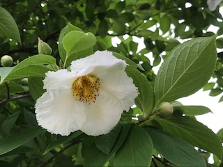 臥竜公園の四季 竜ケ池周辺で毎年最後に木に咲く花 ナツツバキ 別名はシャラの木 が開花しています