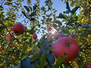 リンゴと太陽