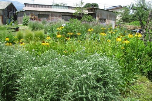 2023年第3回ガーデンソイル講習会　庭に咲いている黄色のエキナセアの写真