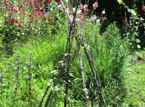 ガーデンソイルの庭でサルビアの切り戻し作業の様子写真