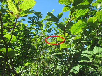木に２粒ほどツルハシバミの実がなっている写真