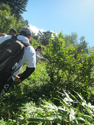 ツルハシバミの実を説明する高山蝶パトロール員の写真
