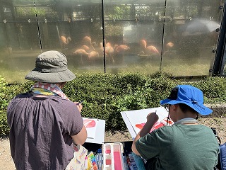 フラミンゴを描いている来園者