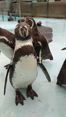 直立している1羽のフンボルトペンギンの写真