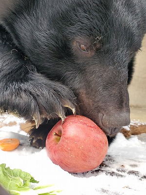 リンゴを前足でおさえて食べているクマのようす