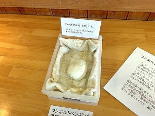 ペンギンの偽卵の展示