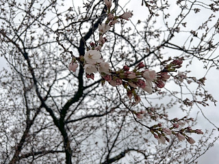 桜の花が咲いている様子