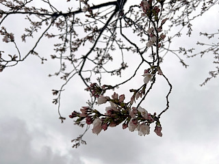 桜が数輪咲いている