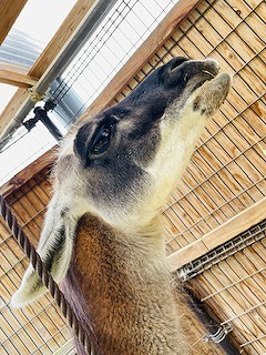 ラマのココア