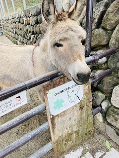 ロバのアイボン