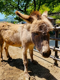 ロバのアイボン