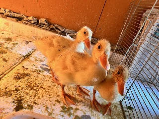 生後３週間のヒナ