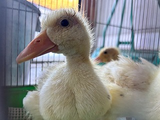 現在のヒナ