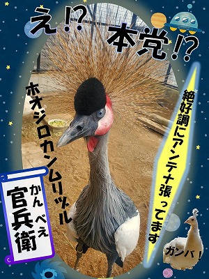 ホオジロカンムリヅルの官兵衛の選挙ポスター