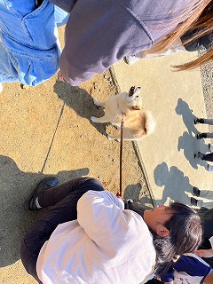 イヌ