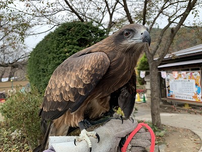 お外に出る角さん