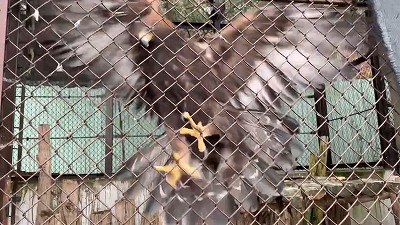 飛びかかってくる風輝