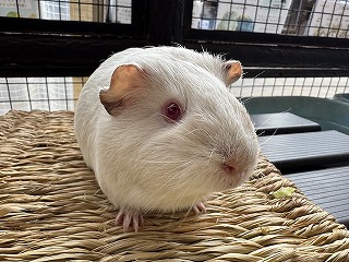 モルモットのしらたき