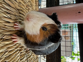 モルモットのてんむす