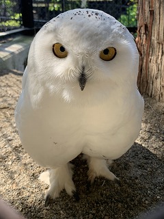 ムース