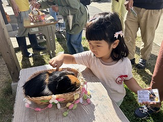 女の子がモルモットとふれあっている