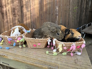 モルモットが3頭並んでいる