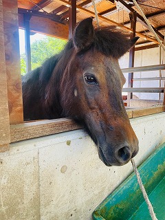 ポニーはる