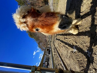 ポニーの金太郎