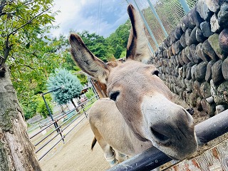 ロバのアイボン