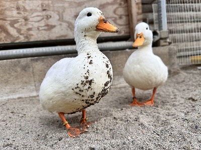 コールダックが2羽並んでいる写真