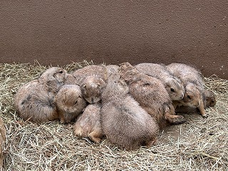 群れでくっついている様子