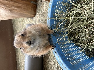 おでんがカゴに前足をかけている