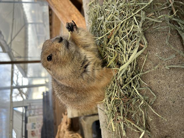おでんが草を食べている
