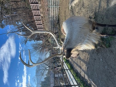 トナカイのベル