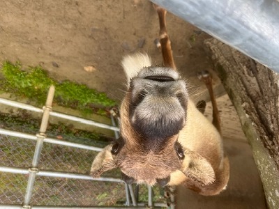 次の角が生えてきたベル②
