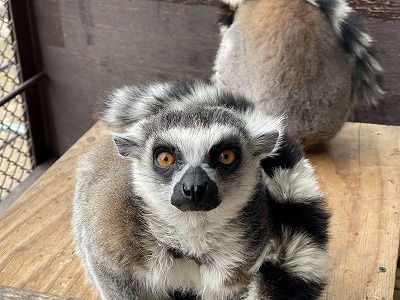 ワオキツネザル ポンカンの正面顔