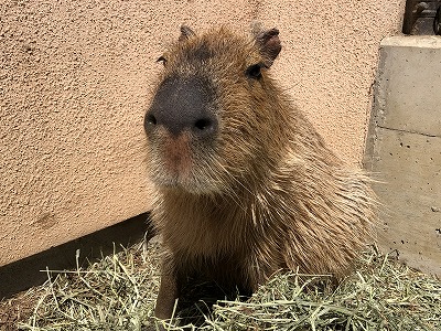 カピバラ 黒子の左斜め前向きの顔
