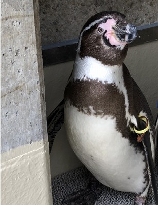 フンボルトペンギン ダイブの斜め顔写真