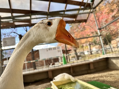 シナガチョウ マル