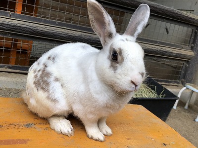 ウサギ　慶次