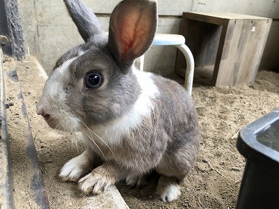 ウサギ 幸村