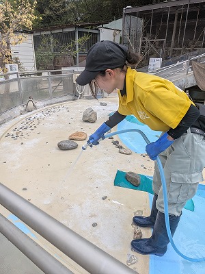 飼育員がホースを持って水掃除をしている様子