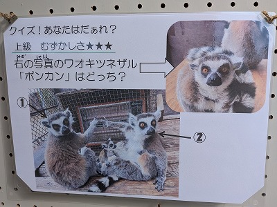 クイズパネル。ワオキツネザルが2頭写っている
