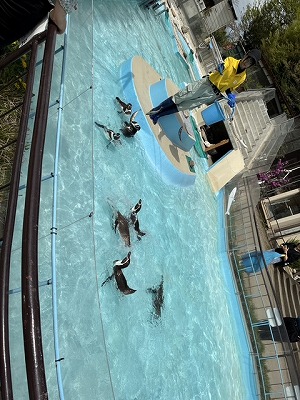 プールを泳ぐペンギン数羽と陸に立ってプールにいるペンギンに魚を与える飼育員