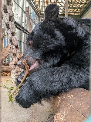 丸太に体を前のめりに寄りかかり、枝葉をかじるツキノワグマの様子