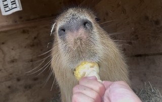 トウモロコシを食べるあわ