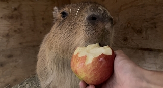 リンゴを食べるあわ