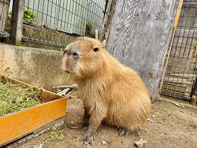 座る「あわ」