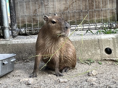 座る「ゴエモン」